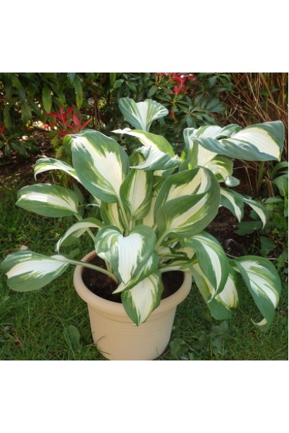 Хоста ’Color Festival’